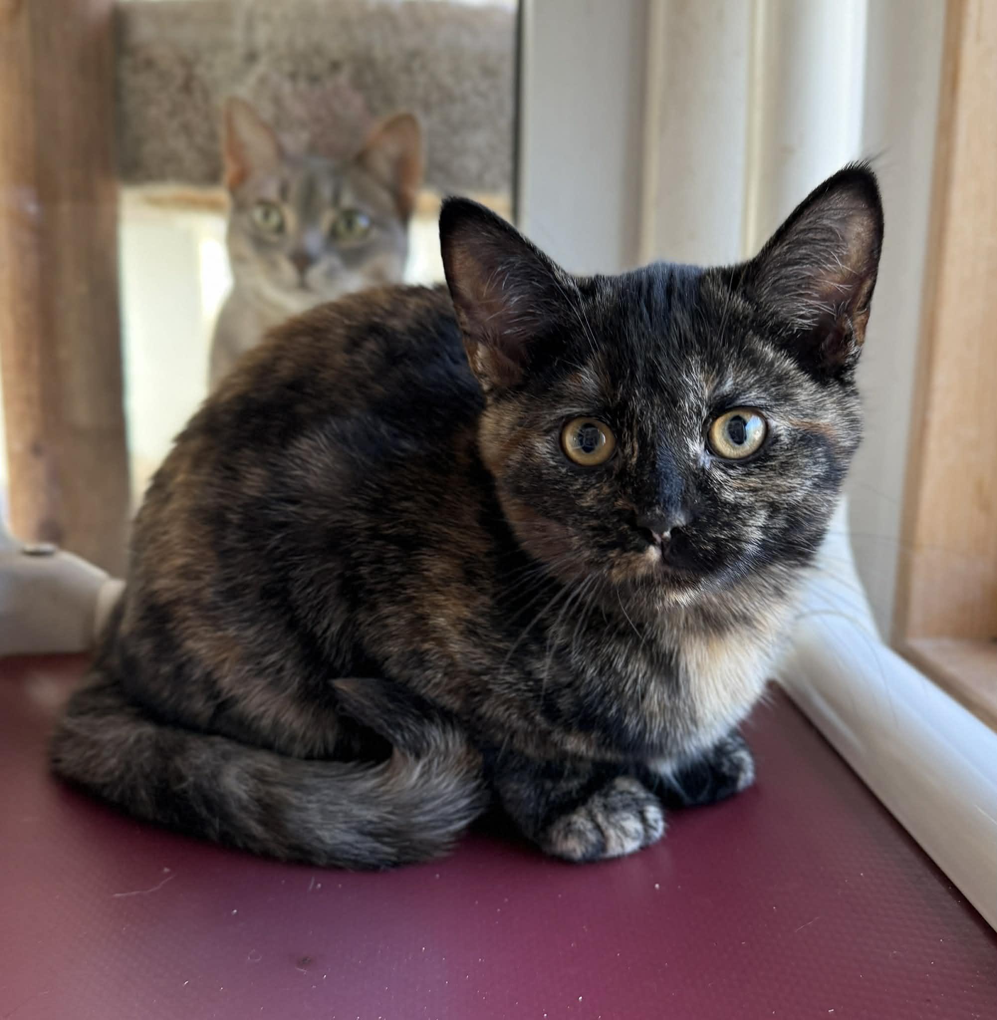 Delilah, Adoptable, Kitten Female Domestic Short Hair.