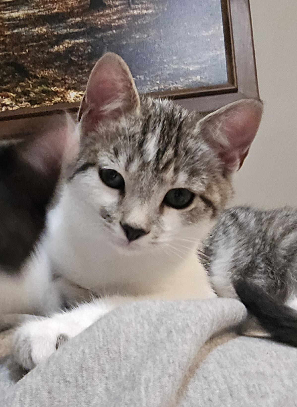 Enlarge Hot Rod Kittens: Stingray, an adopted Domestic Short Hair in Leesburg, VA image 1/2