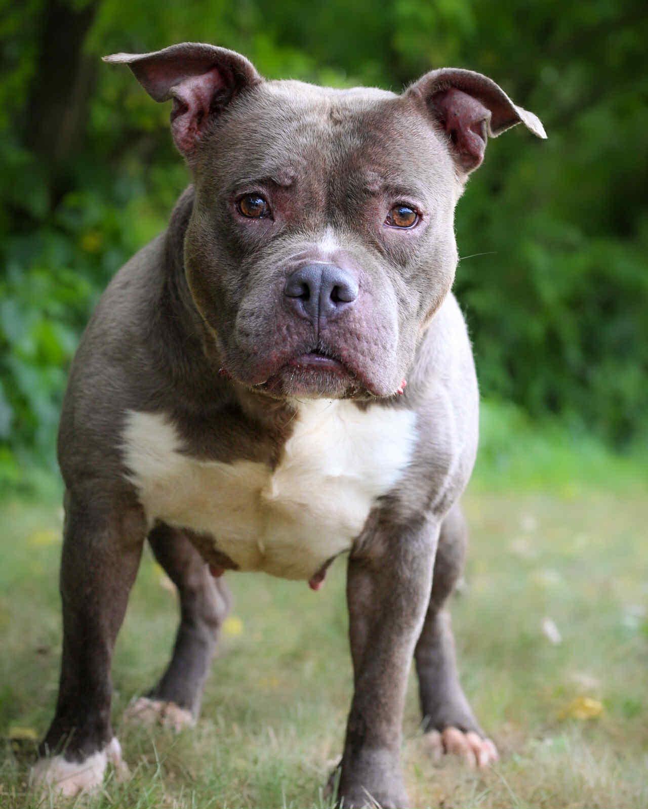Bermuda, Adoptable, Adult Female American Bully.