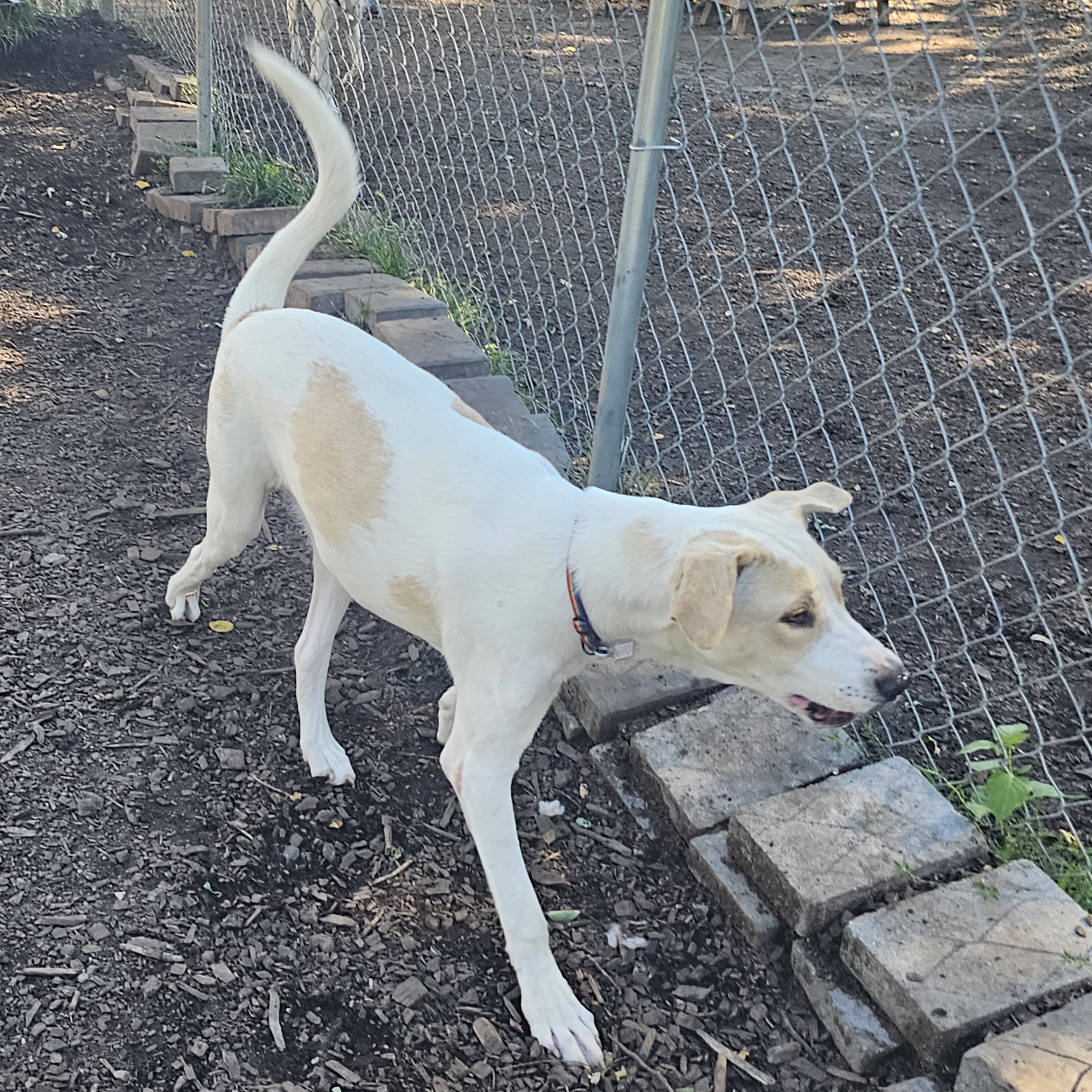 Dog for adoption Koby, a Labrador Retriever & Hound Mix in Ringwood