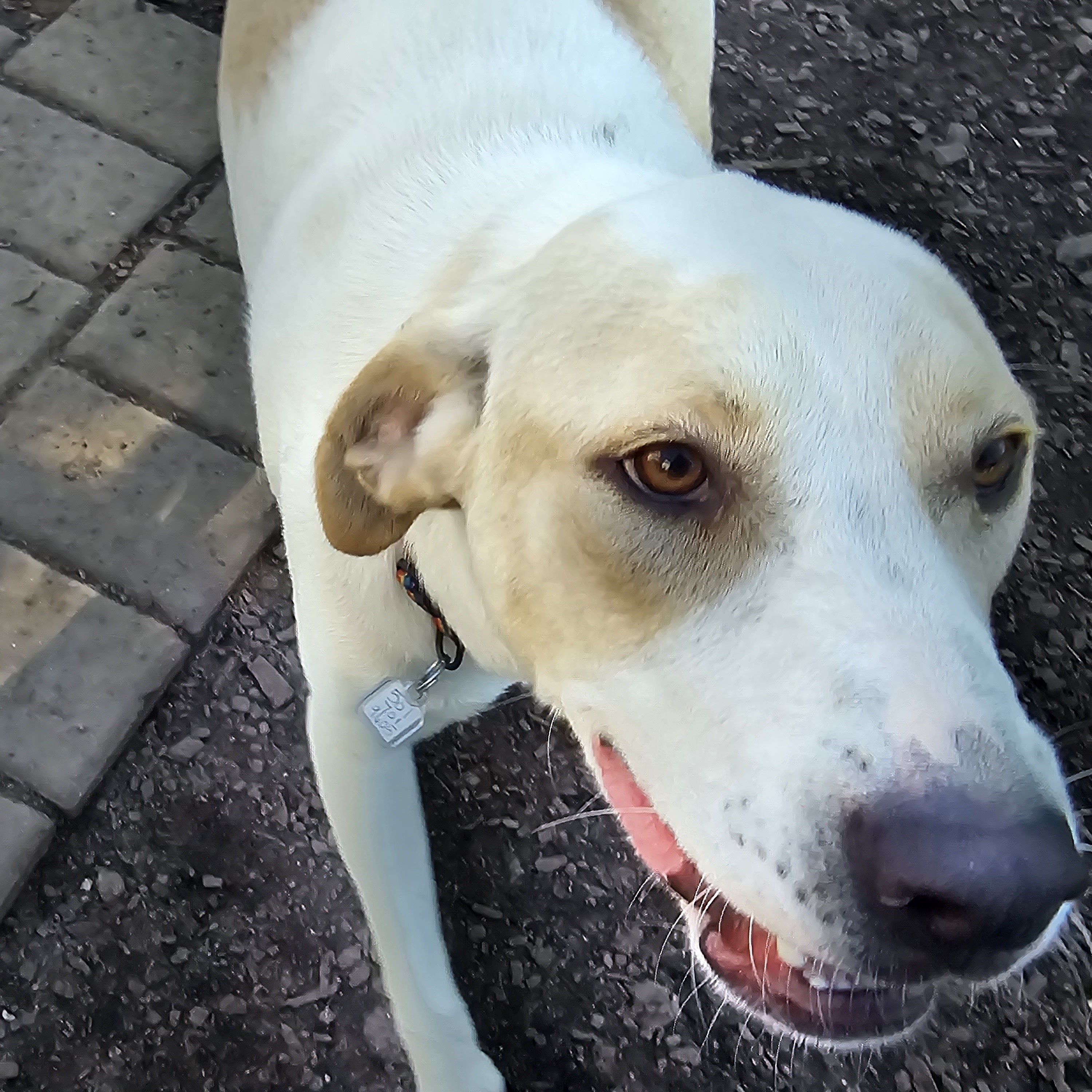 Dog for adoption Koby, a Labrador Retriever & Hound Mix in Ringwood