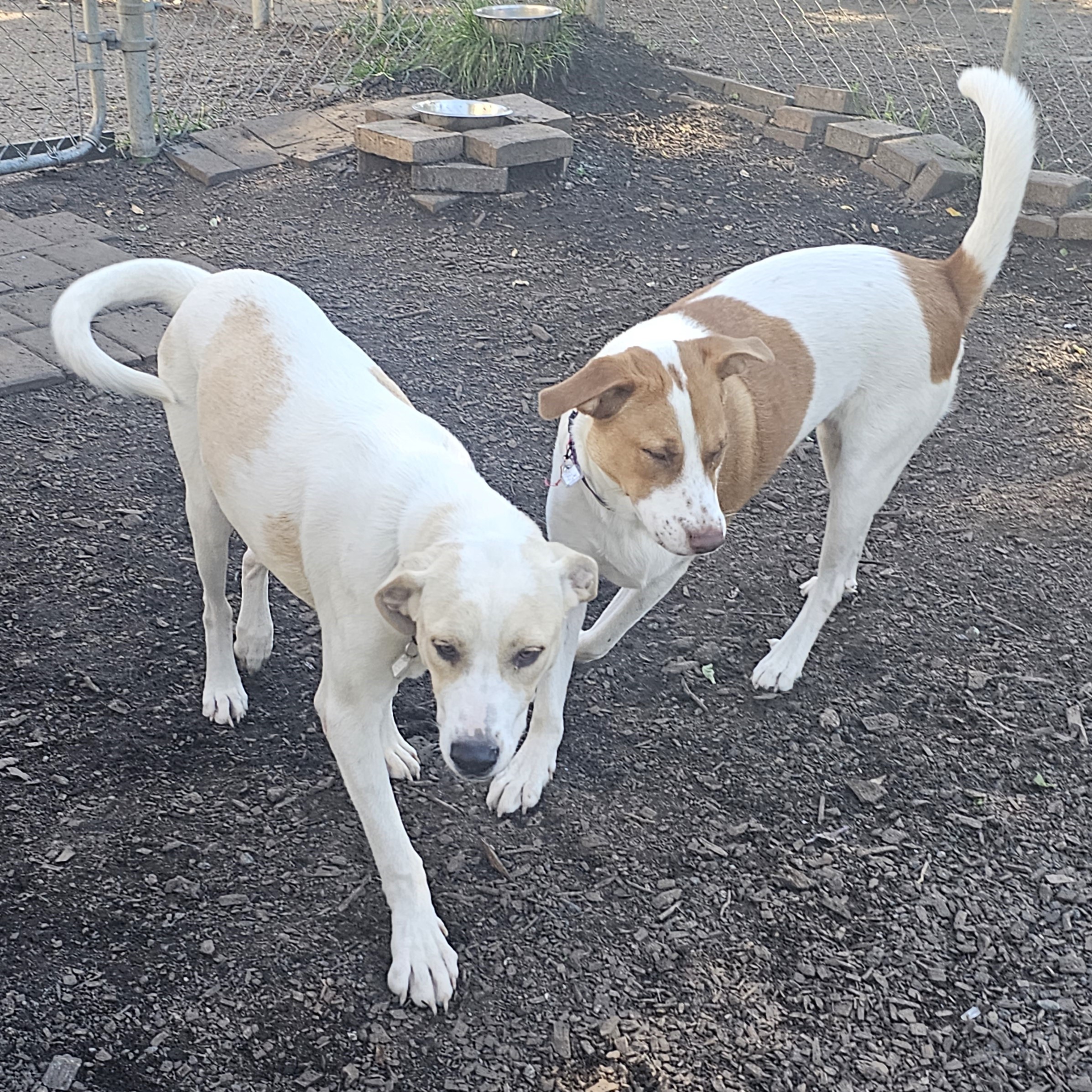 Dog for adoption Koby, a Labrador Retriever & Hound Mix in Ringwood