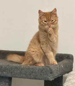 Enlarge Diego, a ADOPTABLE Domestic Short Hair in Kenai, AK image 1/1