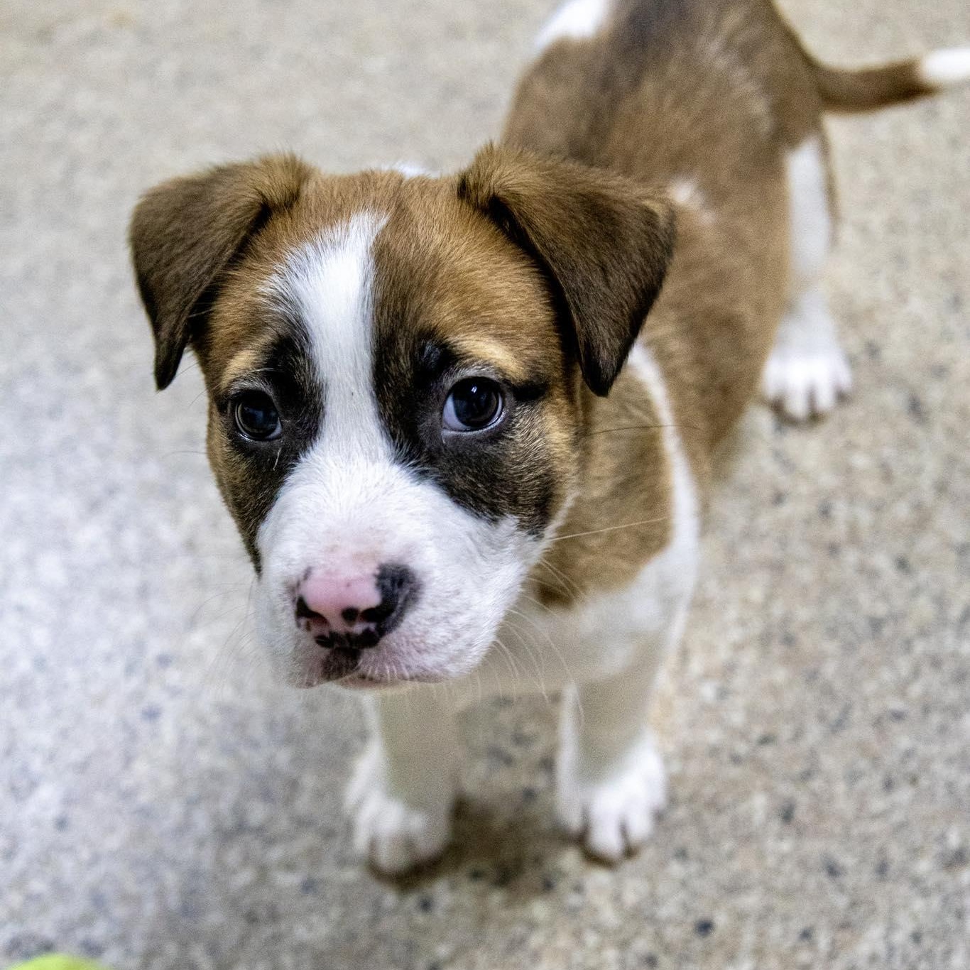 Enlarge Quinn Hughes, a ADOPTABLE Terrier in Valparaiso, IN image 2/2