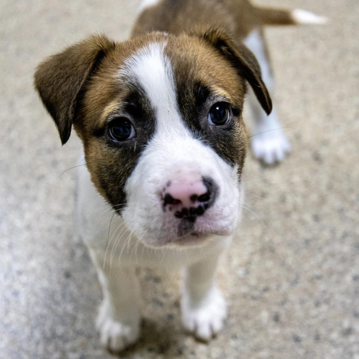 Quinn Hughes, ADOPTABLE, Puppy Male Terrier.
