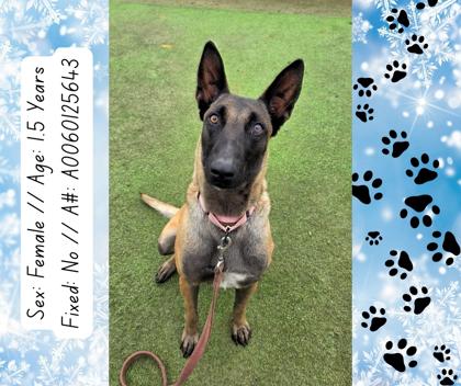 Shelby, a Adoptable mixed breed in Fresno, CA image 1/3