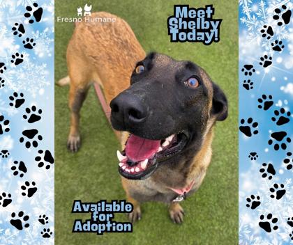Shelby, a Adoptable mixed breed in Fresno, CA image 2/3
