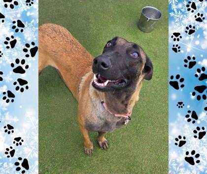 Shelby, a Adoptable mixed breed in Fresno, CA image 3/3