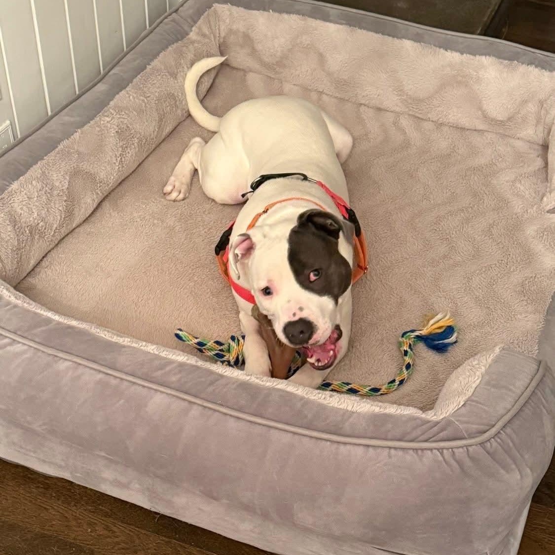 Enlarge Elmer 25-230, an adopted Pit Bull Terrier in Stratford, CT image 4/4