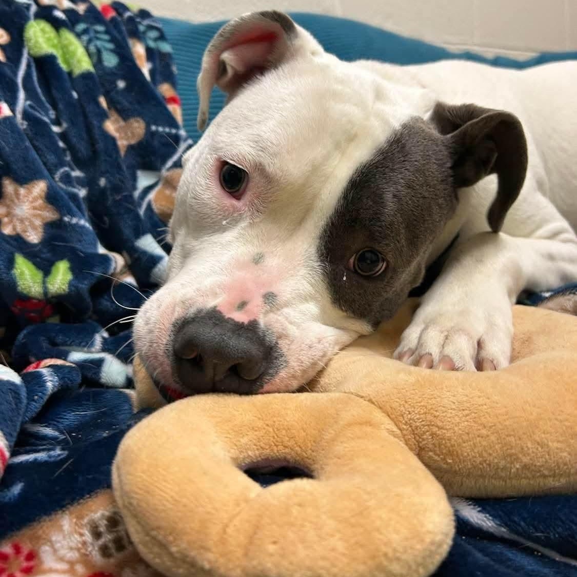 Enlarge Elmer 25-230, an adopted Pit Bull Terrier in Stratford, CT image 3/4