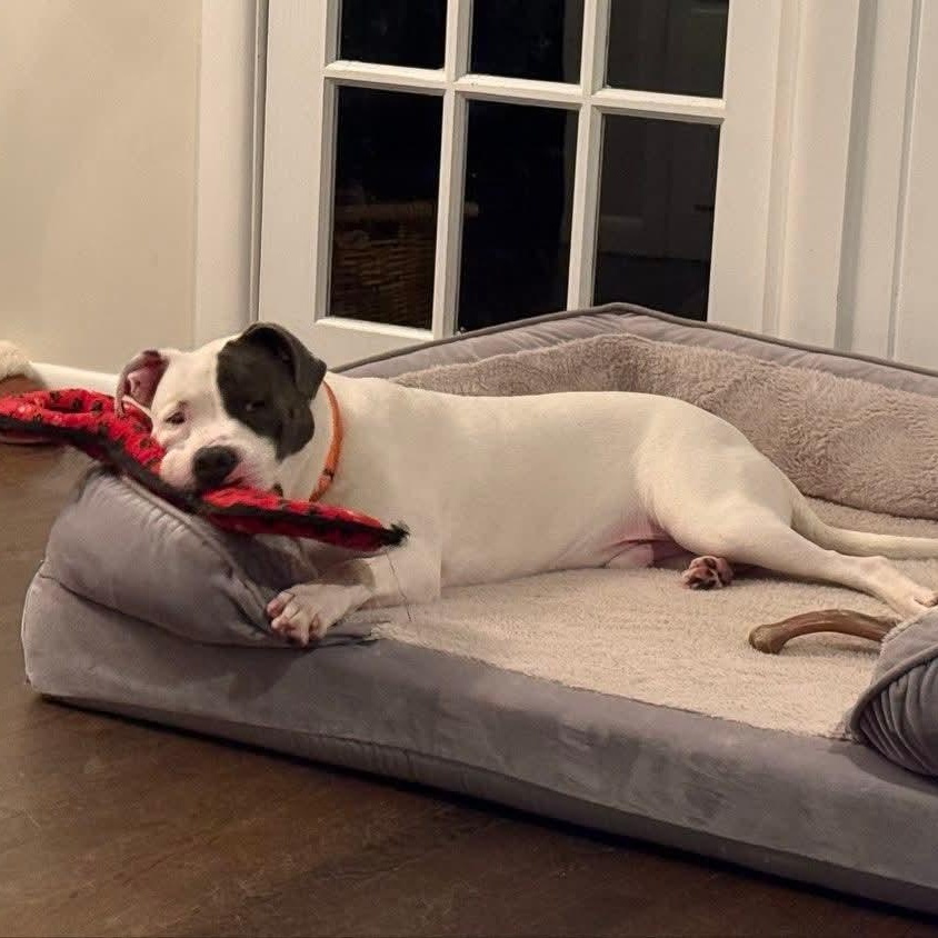 Enlarge Elmer 25-230, an adopted Pit Bull Terrier in Stratford, CT image 2/4