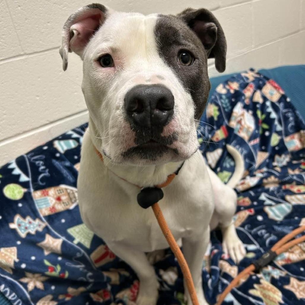 Enlarge Elmer 25-230, an adopted Pit Bull Terrier in Stratford, CT image 1/4