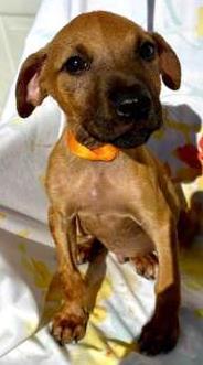 Odin, Adoptable, Puppy Male Black Mouth Cur & Mixed Breed.