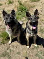 Enlarge Peyton, a Adoptable German Shepherd Dog in Madras, OR image 2/4