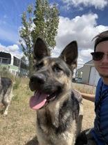 Enlarge Peyton, a Adoptable German Shepherd Dog in Madras, OR image 3/4