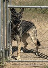 Enlarge Peyton, a Adoptable German Shepherd Dog in Madras, OR image 4/4