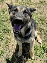 Peyton, Adoptable, Adult Female German Shepherd Dog.