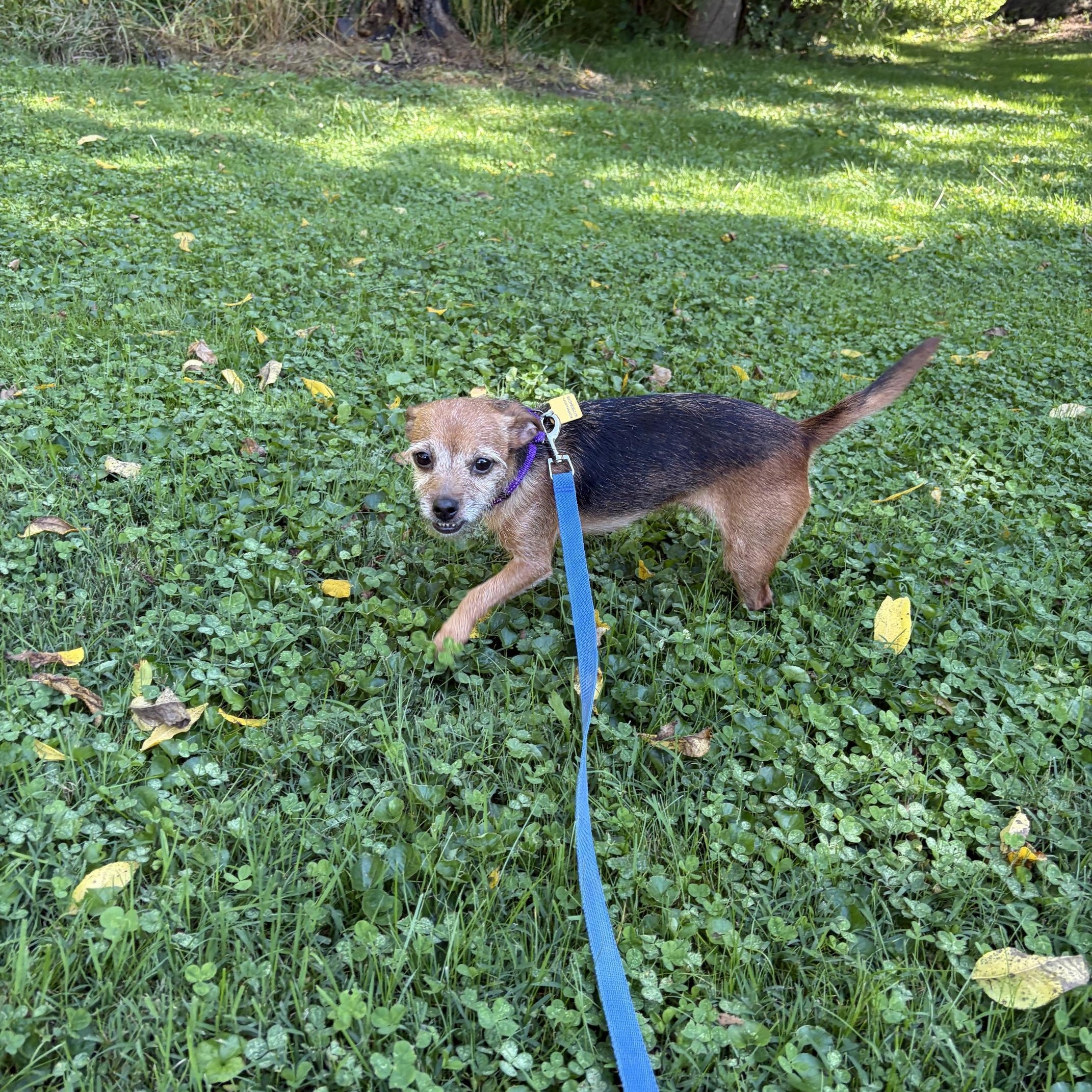 Enlarge Dolly, a Adoptable mixed breed in Valley City, OH image 3/3