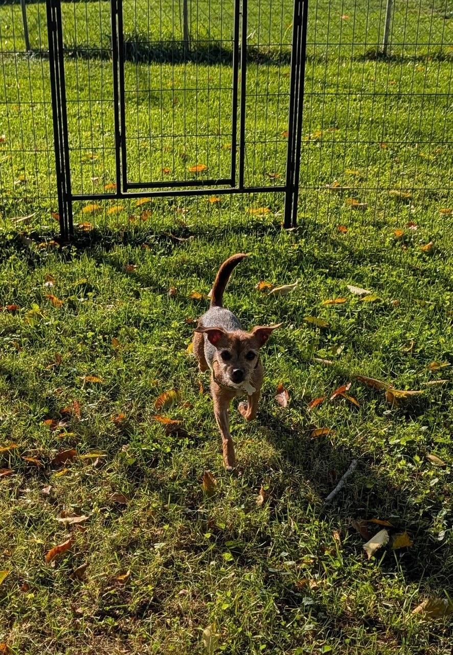Dolly, Adoptable, Adult Female Rat Terrier.