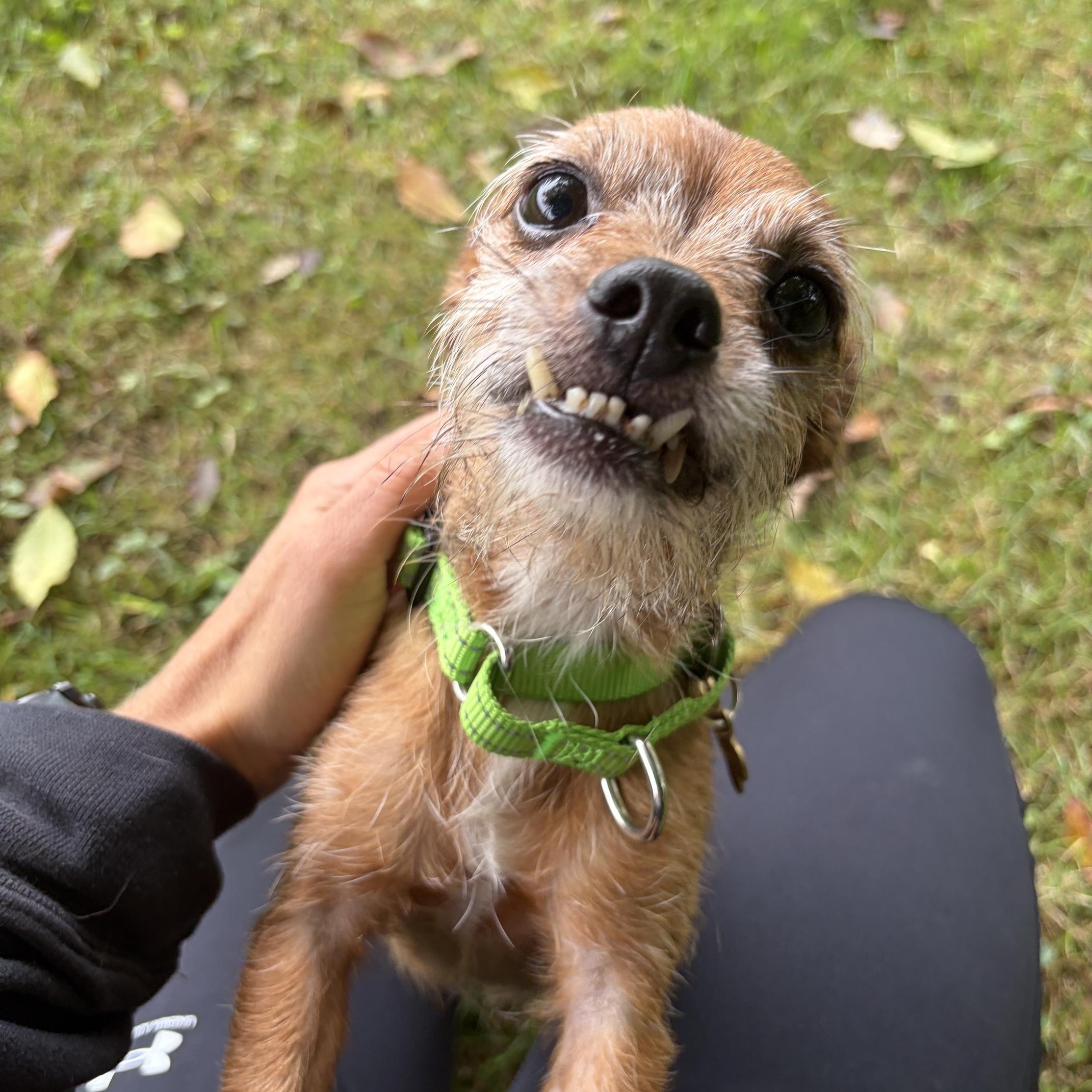 Enlarge Dolly, a Adoptable mixed breed in Valley City, OH image 2/3