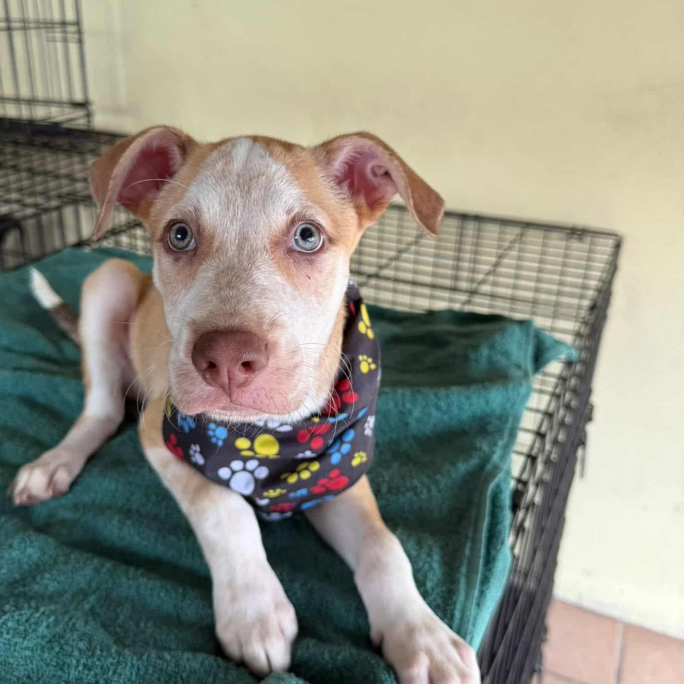 Ares, a Adopted mixed breed in West Haven, CT image 1/2