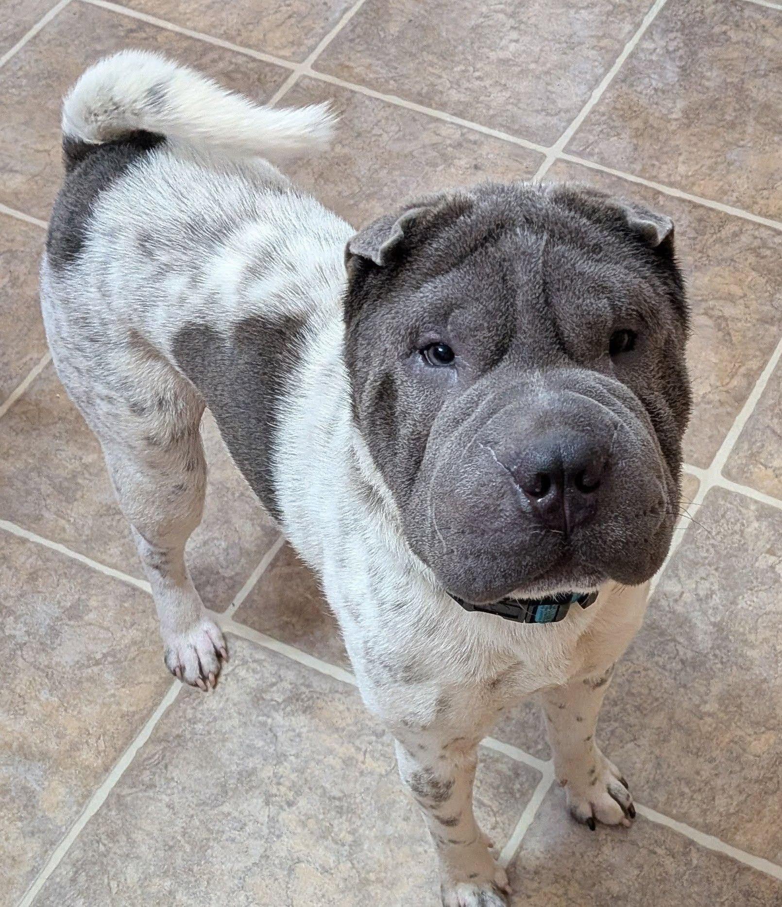 Yoshi, ADOPTABLE, Young Male Shar-Pei.