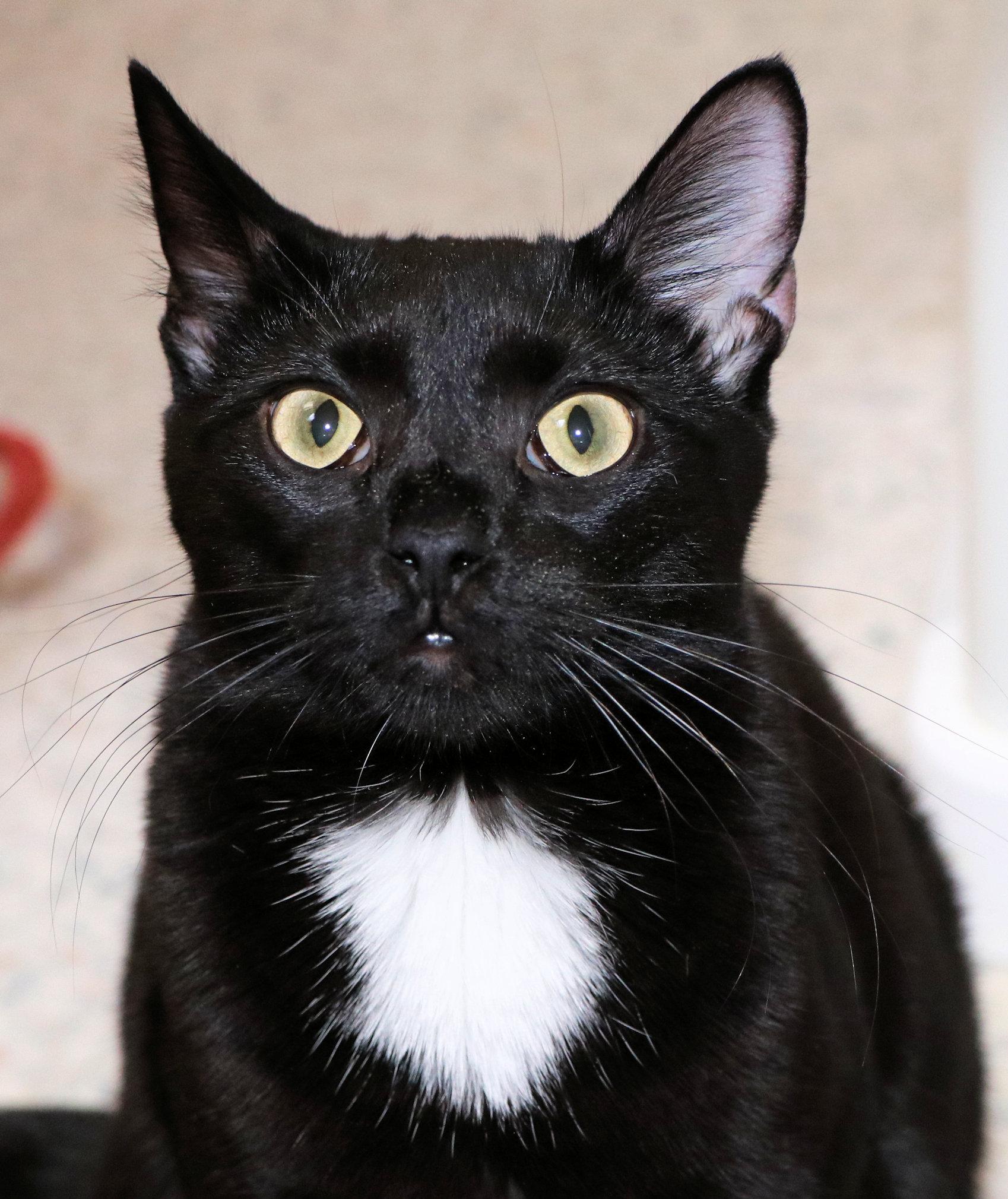 Enlarge Oakley, a Adoptable Domestic Short Hair in Cincinnati, OH image 1/3