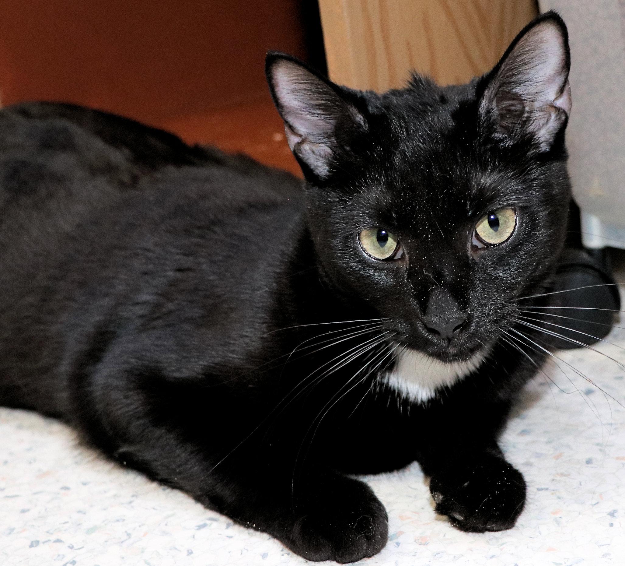 Enlarge Oakley, a Adoptable Domestic Short Hair in Cincinnati, OH image 3/3