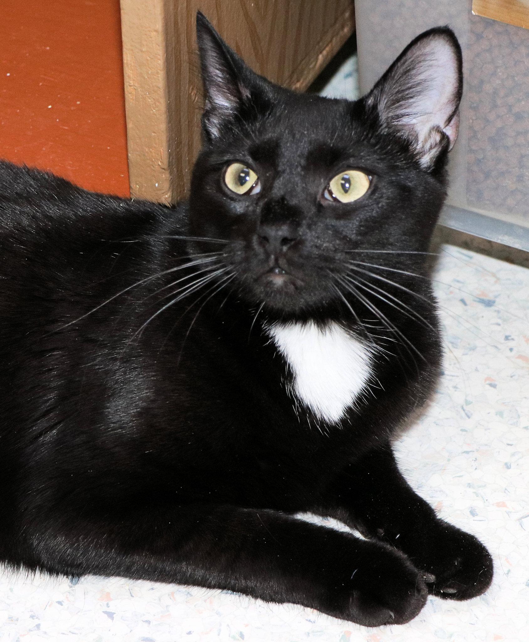 Enlarge Oakley, a Adoptable Domestic Short Hair in Cincinnati, OH image 2/3