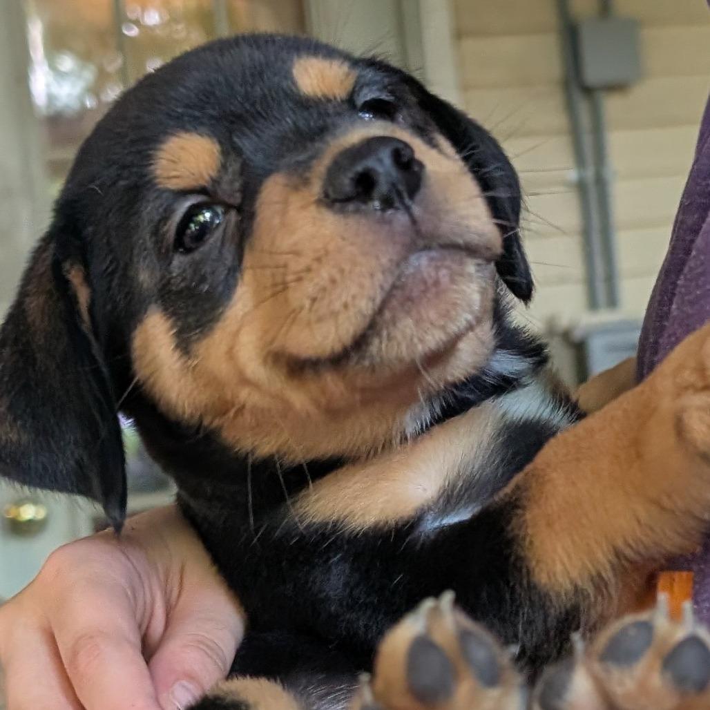 Yvette, Adoptable, Puppy Female Hound & Mixed Breed.