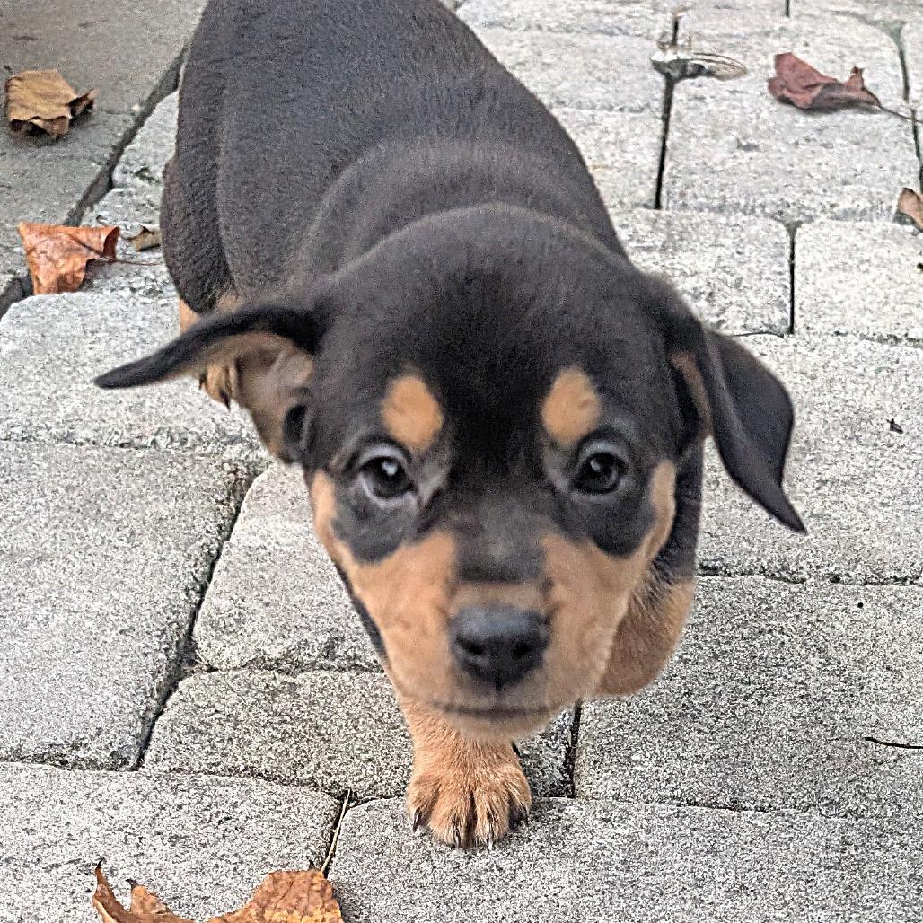 Enlarge Yvette, a Adoptable mixed breed in Raleigh, NC image 3/4