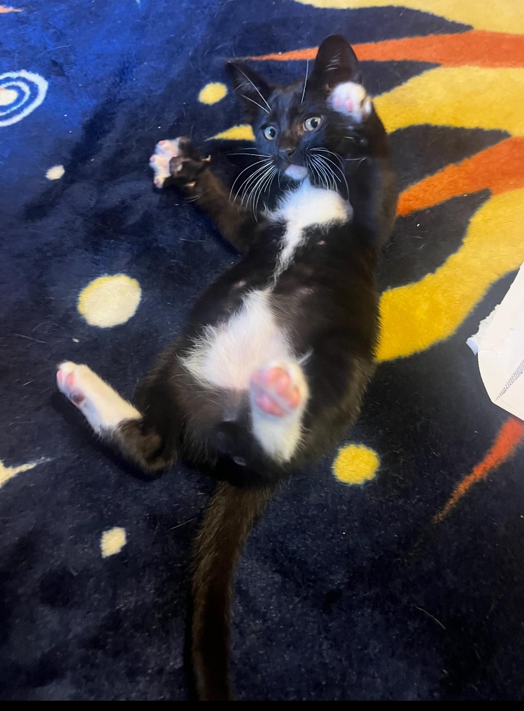 Enlarge Little One, an adoptable Domestic Short Hair in Huntington Beach, CA image 2/2