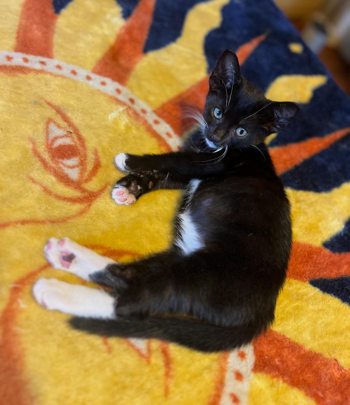 Little One, adoptable, Young Male Domestic Short Hair.