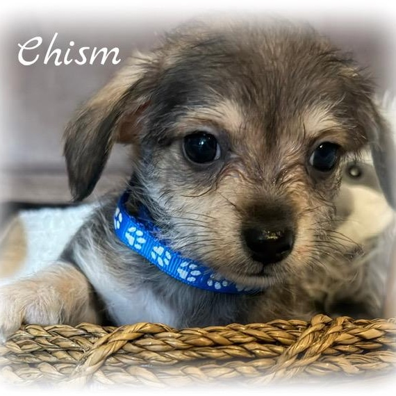 Enlarge Chism, an adopted mixed breed in Tulsa, OK image 2/2