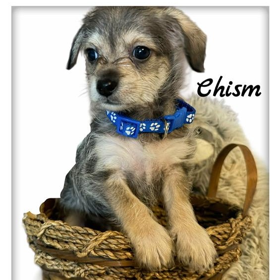 Enlarge Chism, an adopted mixed breed in Tulsa, OK image 1/2