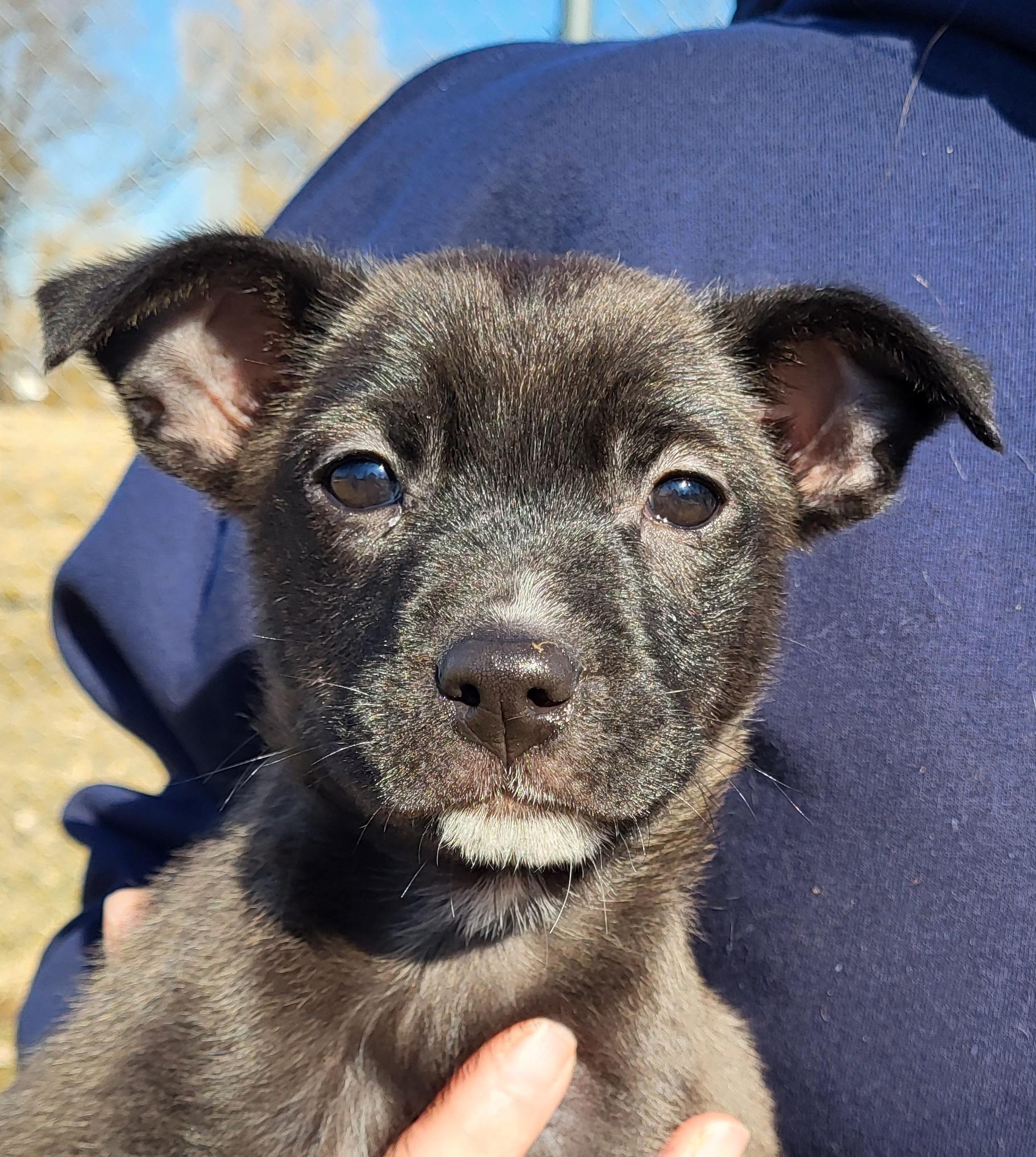 Tater, adopted, Puppy Female Chihuahua.