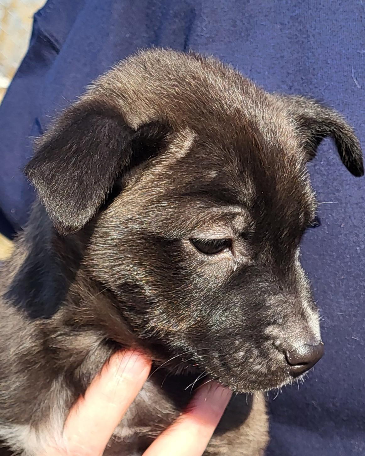 Enlarge Tater, an adopted Chihuahua in Grayslake, IL image 2/2