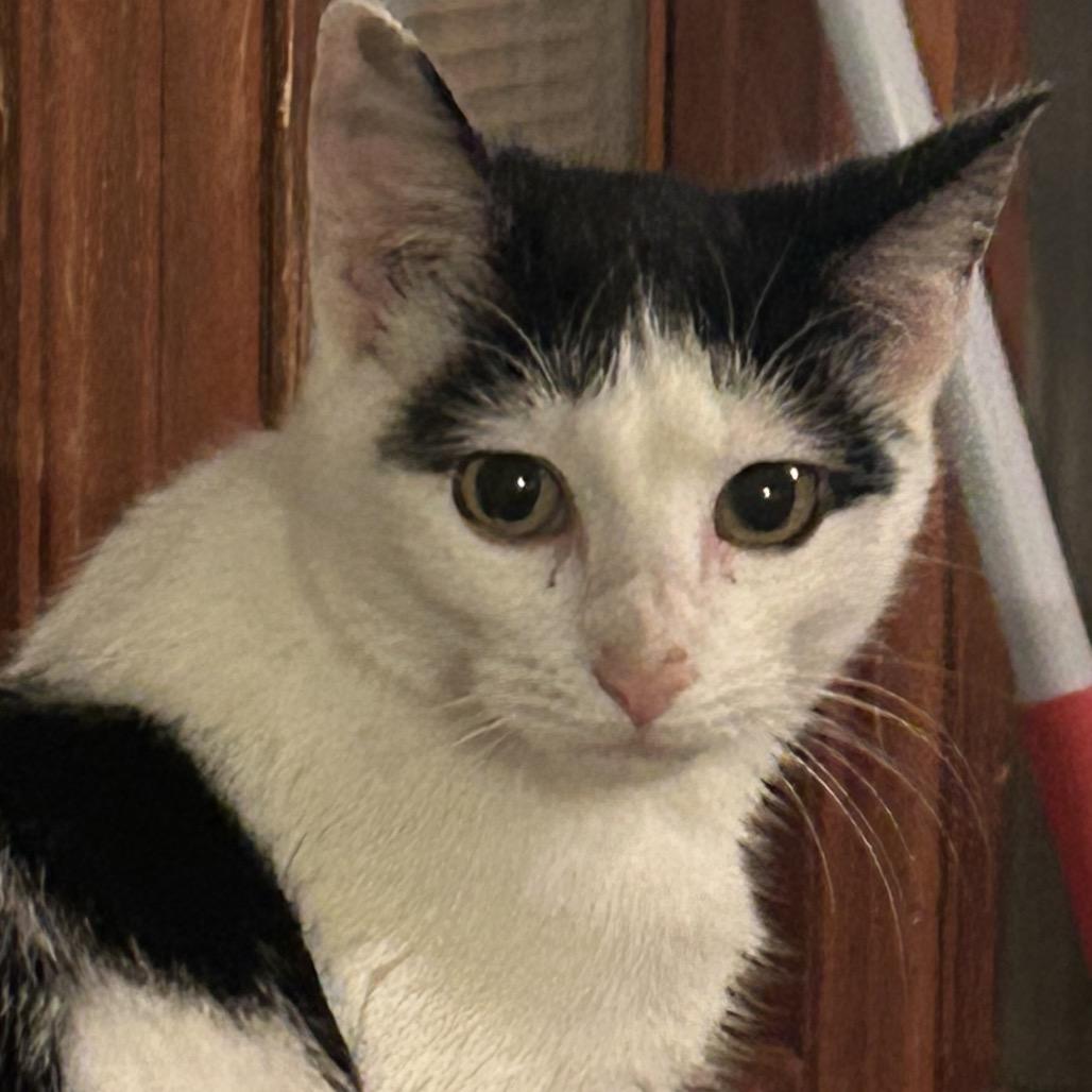 Sophie, Adoptable, Young Female Domestic Short Hair.