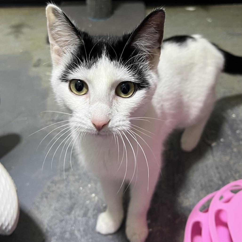 Enlarge Sophie, a Adoptable Domestic Short Hair in Mocksville, NC image 2/6