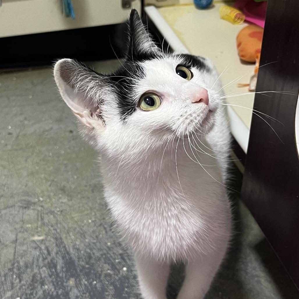 Enlarge Sophie, a Adoptable Domestic Short Hair in Mocksville, NC image 3/6