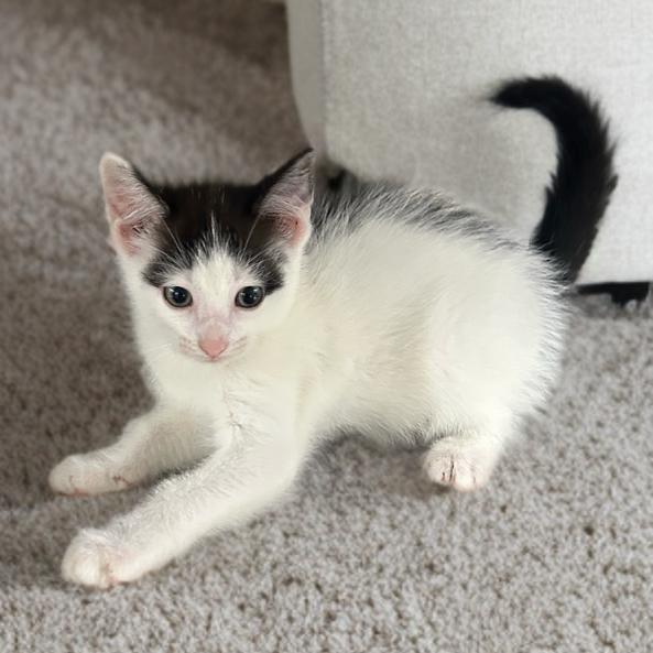 Sophie, Adoptable, Young Female Domestic Short Hair.