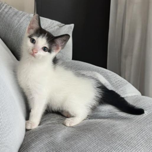 Enlarge Sophie, a Adoptable Domestic Short Hair in Mocksville, NC image 2/2