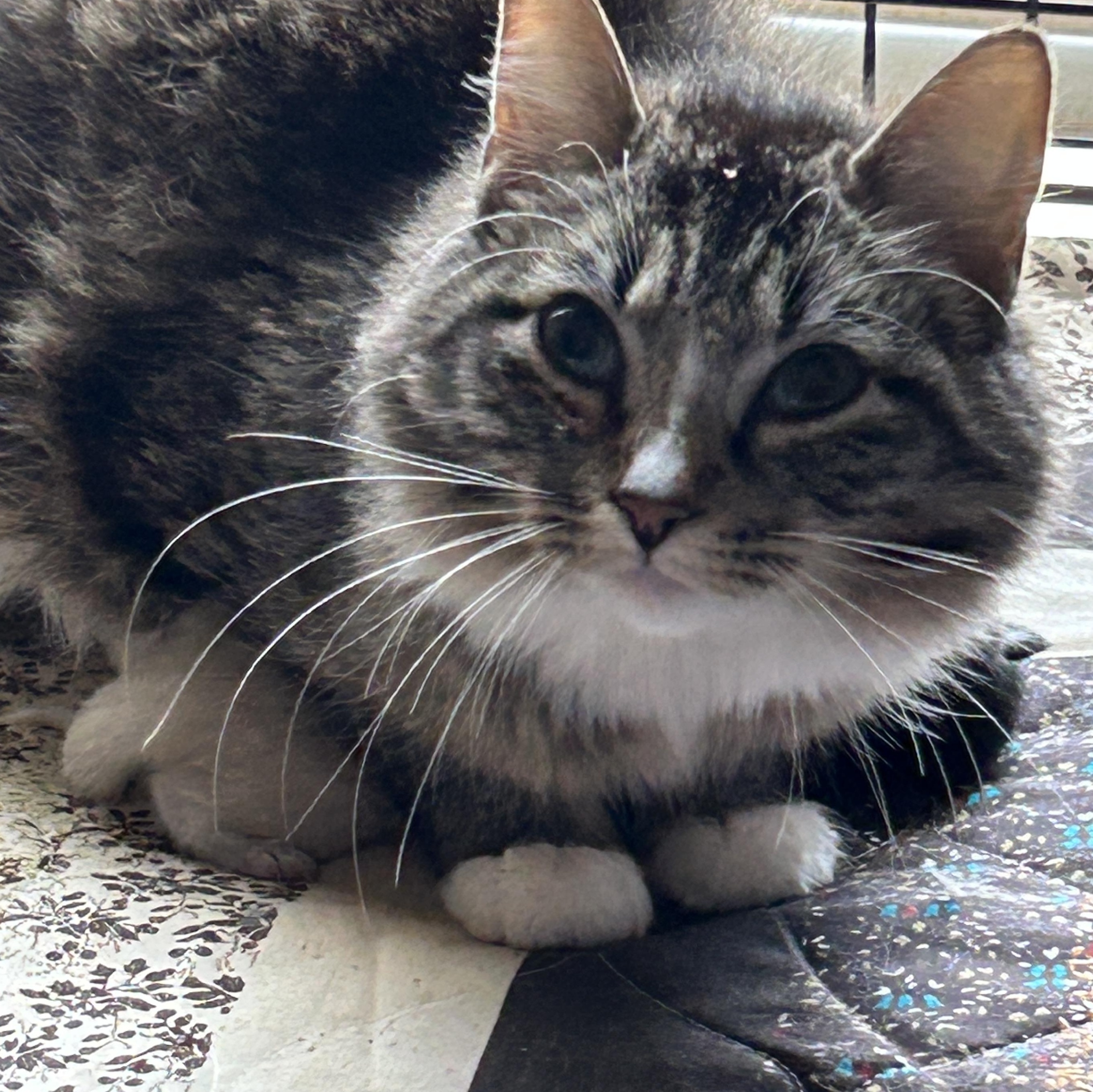 Sofia, an adoptable Tabby in LAMPASAS, TX, 76550 | Photo Image 4