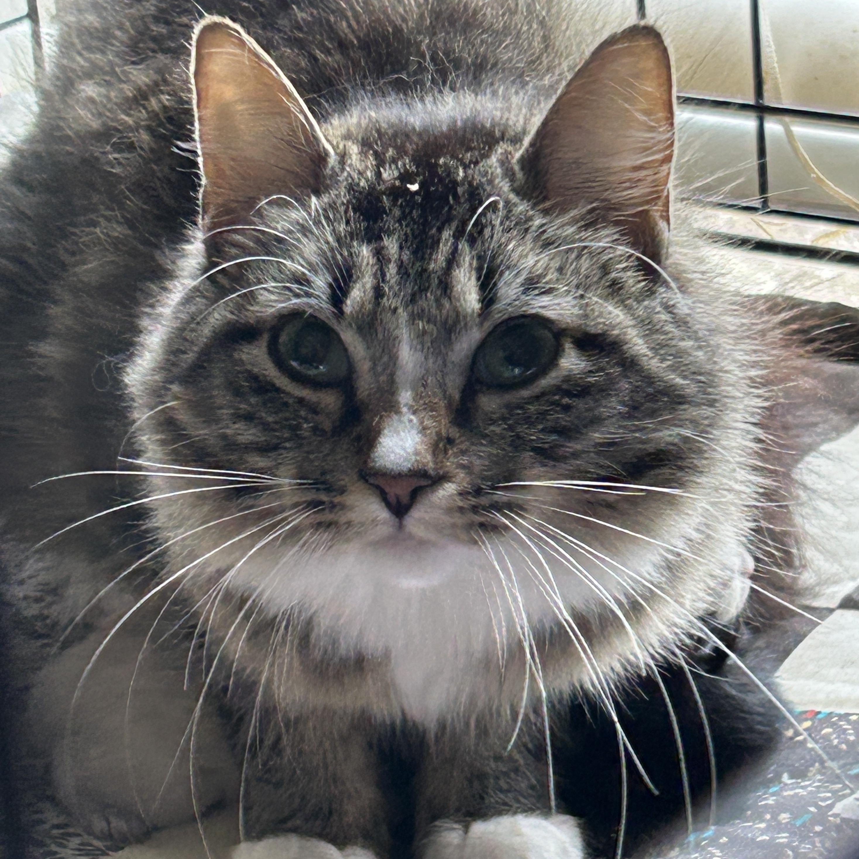 Sofia, an adoptable Tabby in LAMPASAS, TX, 76550 | Photo Image 3