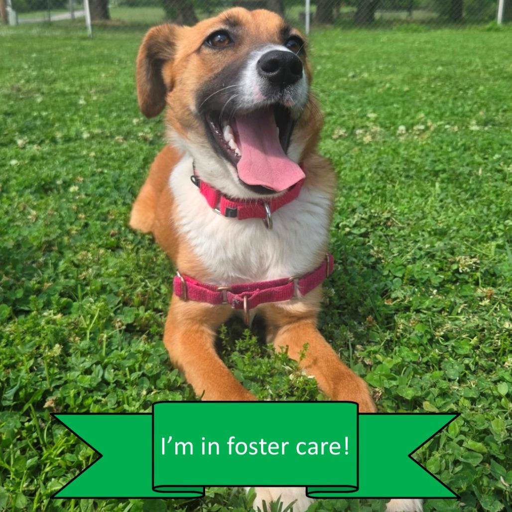 Enlarge Jewel, a Adoptable Mixed Breed in Tulsa, OK image 1/6