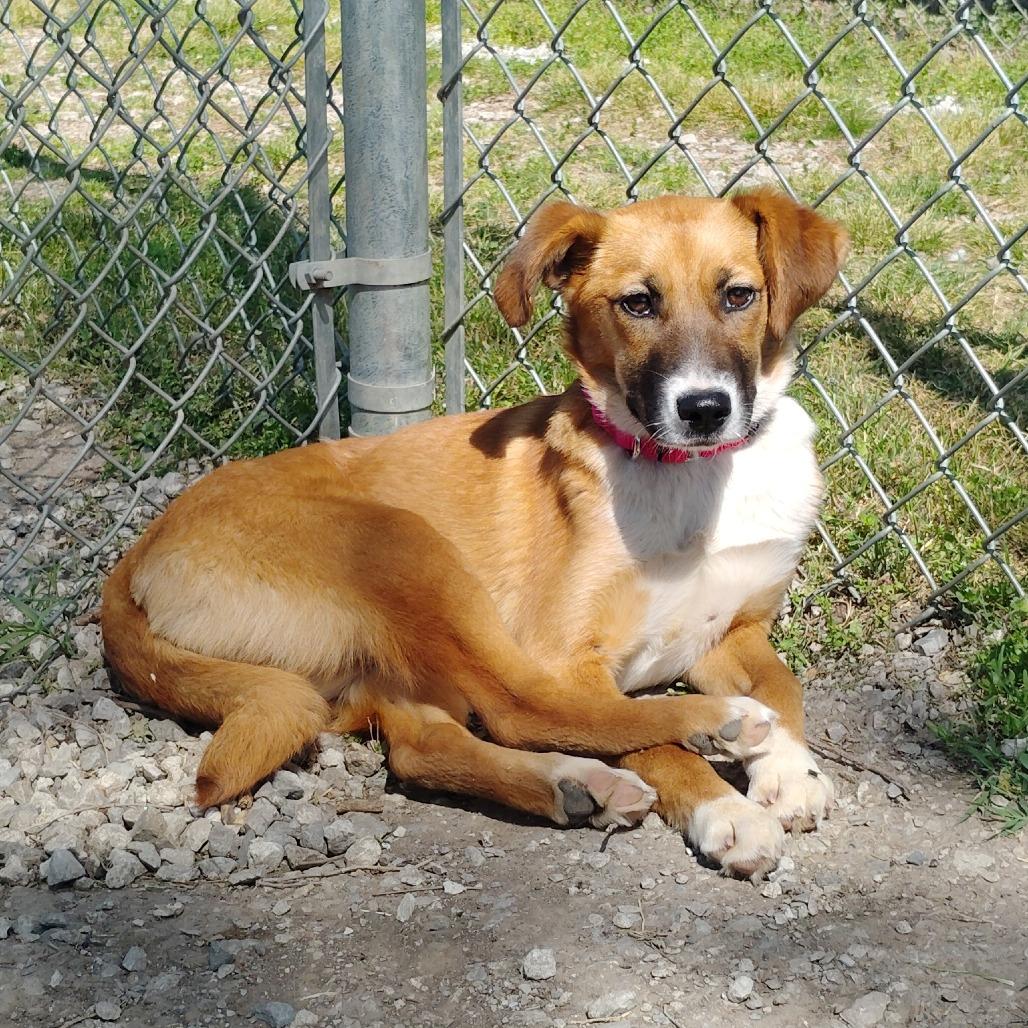 Enlarge Jewel, a Adoptable Mixed Breed in Tulsa, OK image 1/5