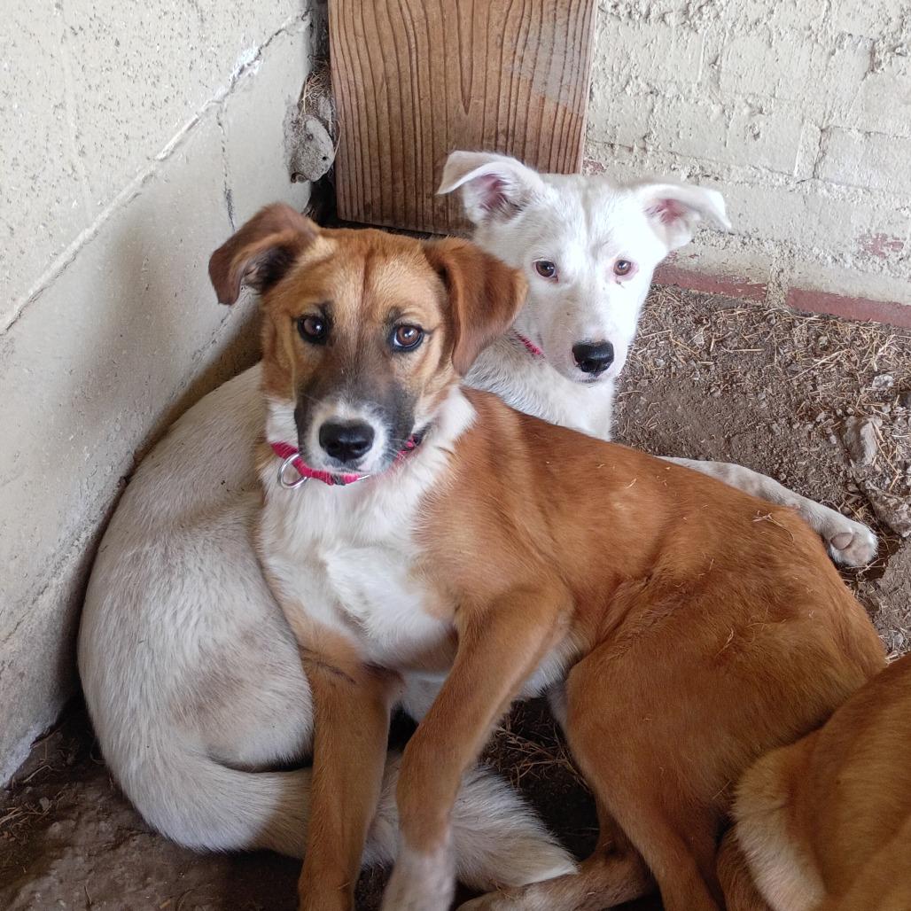 Enlarge Jewel, a Adoptable Mixed Breed in Tulsa, OK image 3/6