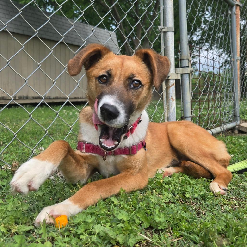 Enlarge Jewel, a Adoptable Mixed Breed in Tulsa, OK image 4/6