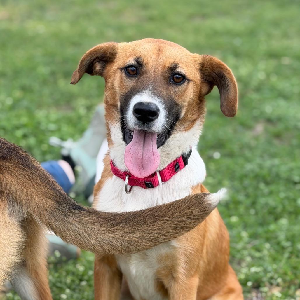 Enlarge Jewel, a Adoptable Mixed Breed in Tulsa, OK image 5/6