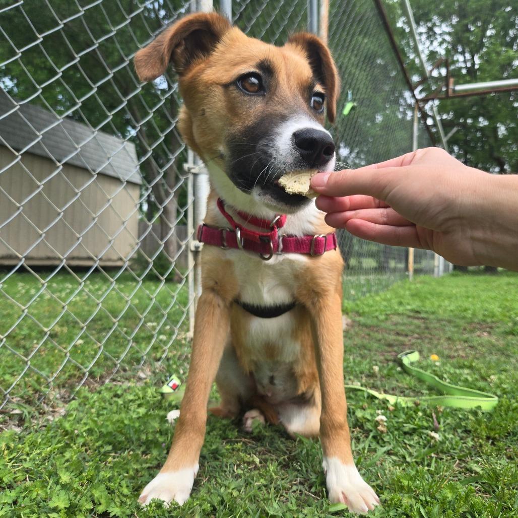 Enlarge Jewel, a Adoptable Mixed Breed in Tulsa, OK image 5/6